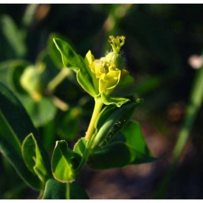 Euphorbia illirica Lam. 