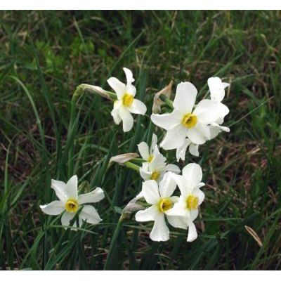 Narcissus medioluteus Mill. 