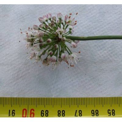 Allium suaveolens Jacq. 