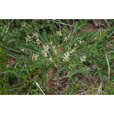 Astragalus depressus L. 