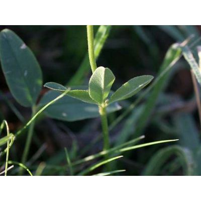 Trifolium montanum L. 