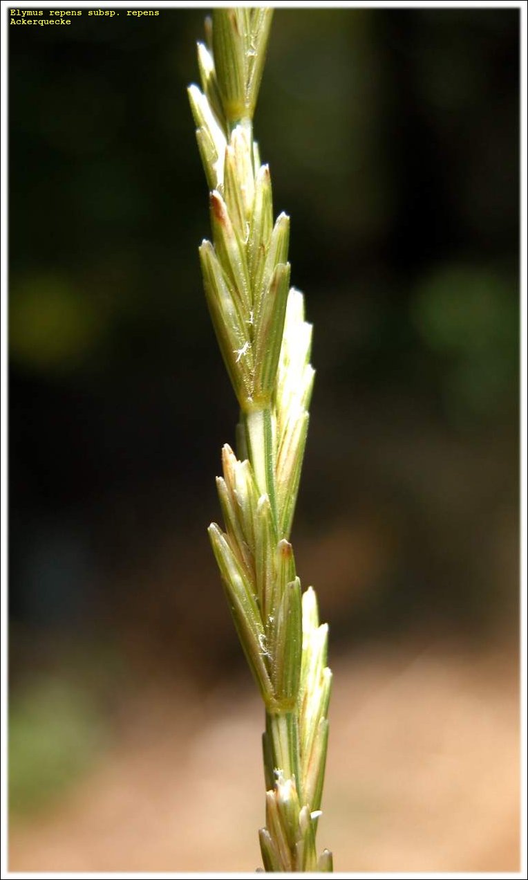 Elymus repens subsp. repens