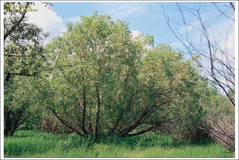 Salix schraederiana 30 TRADUCTION SILVER WILLOW SEEDS 