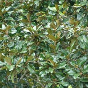 Magnolia grandiflora Magnolia grandiflora - Italia