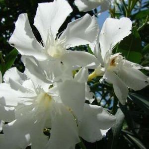 Nerium oleander Nerium oleander - Sardegna