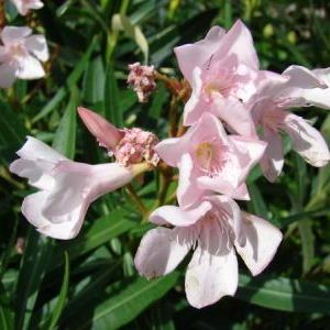 Nerium oleander Nerium oleander - Sardegna
