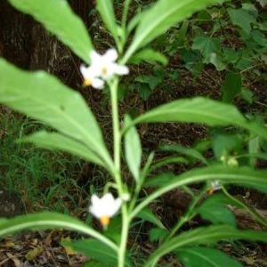 Solanum pseudocapsicum Solanum pseudocapsicum - Abruzzo