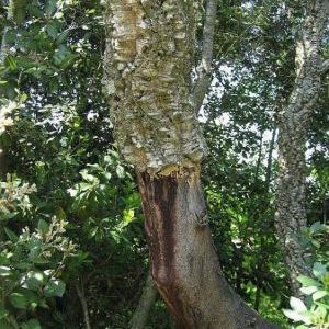 Quercus suber Quercus suber - Umbria