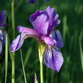 Iris sibirica Iris sibirica - Piemonte
