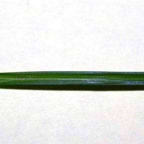 Carex divulsa Carex divulsa - Lombardia