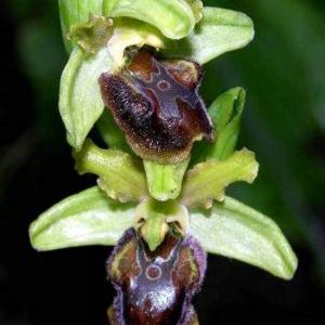 Ophrys sphegodes Ophrys sphegodes - Umbria