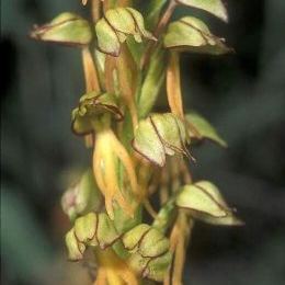 Orchis anthropophora Orchis anthropophora - Lombardia
