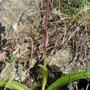 Orchis mascula Orchis mascula - Lazio