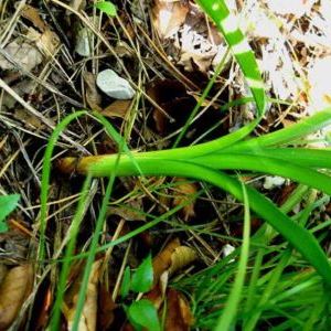 Hemerocallis lilio-asphodelus Hemerocallis lilio-asphodelus - Piemonte