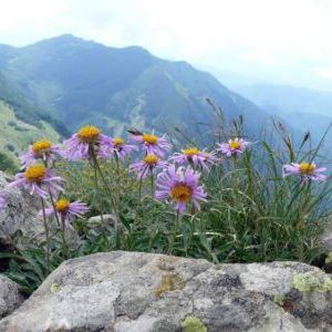 Aster alpinus Aster alpinus - Abruzzo