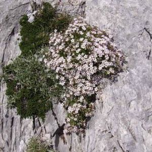 Gypsophila repens Gypsophila repens - Valle d'Aosta