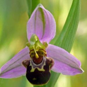 Ophrys apifera Ophrys apifera - Piemonte