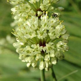 Allium victorialis Allium victorialis - Liguria
