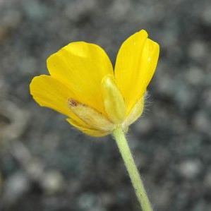 Ranunculus venetus Ranunculus venetus - Lombardia