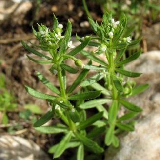 Galium tricornutum Galium tricornutum - Abruzzo