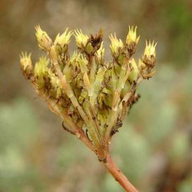 Sedum montanum subsp. orientale Sedum montanum subsp. orientale - Italia