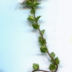 Euphrasia officinalis subsp. rostkoviana Euphrasia officinalis subsp. rostkoviana - Marche