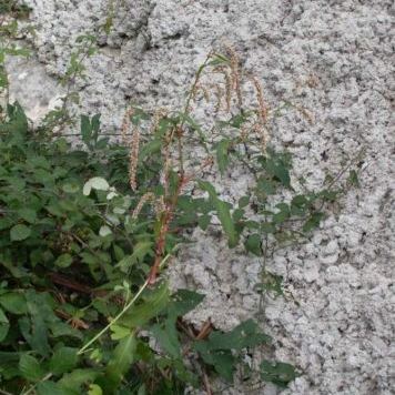 Persicaria lapathifolia Persicaria lapathifolia - Calabria