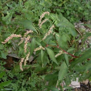 Persicaria lapathifolia Persicaria lapathifolia - Trentino-Alto Adige