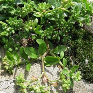 Polycarpon tetraphyllum Polycarpon tetraphyllum - Sardegna
