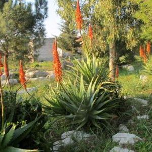 Aloe arborescens Aloe arborescens - Campania