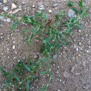 Polygonum aviculare subsp. aviculare Polygonum aviculare subsp. aviculare - Calabria