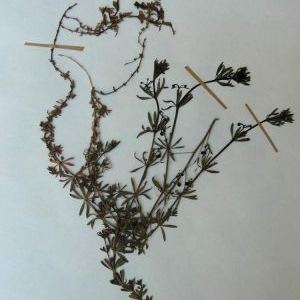 Galium tricornutum Galium tricornutum - Piemonte