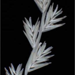 Lolium temulentum subsp. temulentum Lolium temulentum subsp. temulentum - Calabria