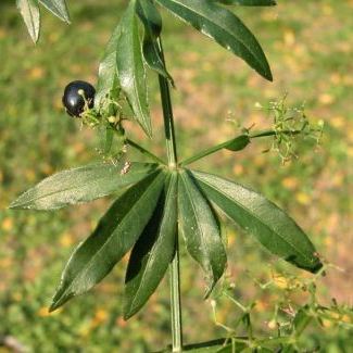 Rubia peregrina subsp. longifolia Rubia peregrina subsp. longifolia - Italia