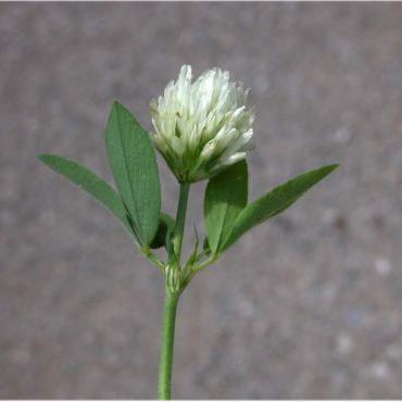 Trifolium alexandrinum Trifolium alexandrinum - Sardegna