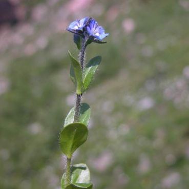 Veronica alpina Veronica alpina - Piemonte