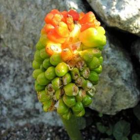 Arum pictum Arum pictum - Sardegna