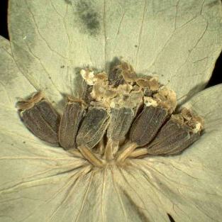 Bupleurum lancifolium Bupleurum lancifolium - Campania