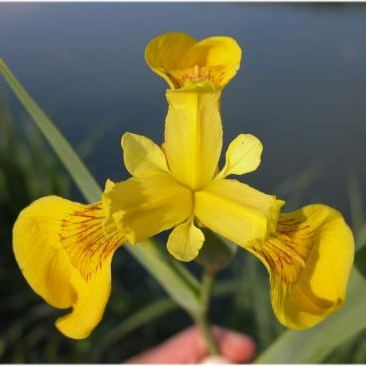 Limniris pseudacorus (L.) Fuss (= Iris pseudacorus L.) Limniris pseudacorus (L.) Fuss (= Iris pseudacorus L.) - Lazio