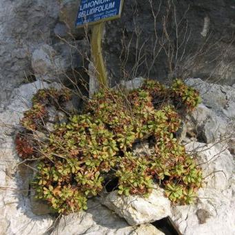Limonium bellidifolium Limonium bellidifolium - Puglia