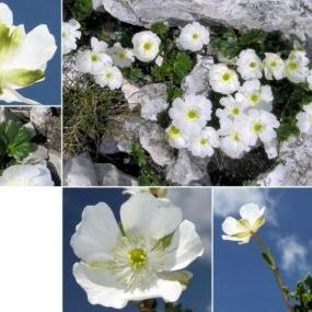 Ranunculus alpestris Ranunculus alpestris - Valle d'Aosta