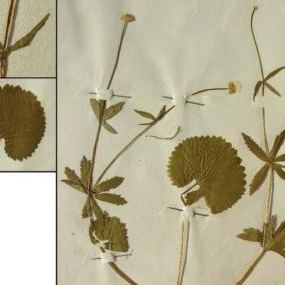 Ranunculus cassubicus Ranunculus cassubicus - Lombardia