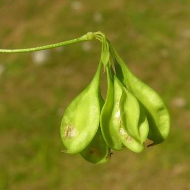 Thalictrum aquilegiifolium subsp. aquilegiifolium Thalictrum aquilegiifolium subsp. aquilegiifolium - Valle d'Aosta