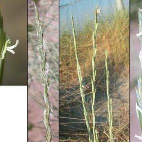 Elymus farctus subsp. farctus Elymus farctus subsp. farctus - Sardegna