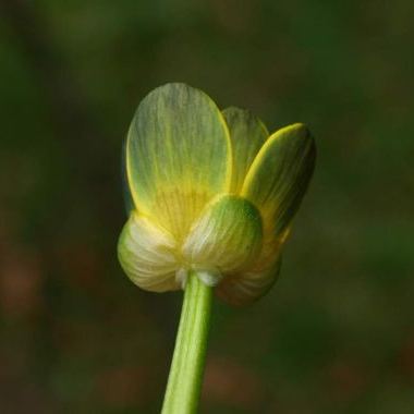 Ficaria verna Huds. (= Ranunculus ficaria L.) Ficaria verna Huds. (= Ranunculus ficaria L.) - Molise
