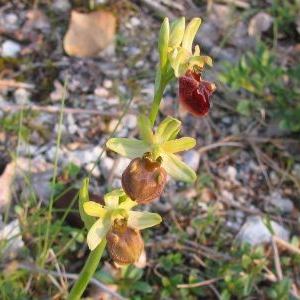 Ophrys sphegodes subsp. sphegodes Ophrys sphegodes subsp. sphegodes - Umbria