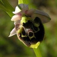 Ophrys fuciflora Ophrys fuciflora - Marche