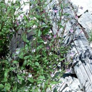 Epilobium montanum Epilobium montanum - Valle d'Aosta