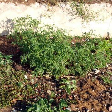 Lycopersicon esculentum Mill. (= Solanum lycopersicum L.) Lycopersicon esculentum Mill. (= Solanum lycopersicum L.) - Friuli-Venezia Giulia