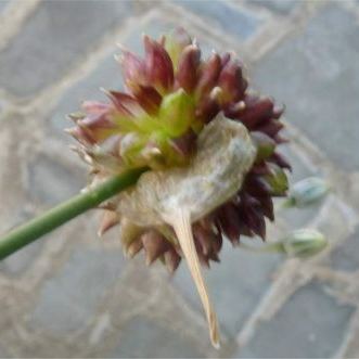Allium vineale Allium vineale - Campania